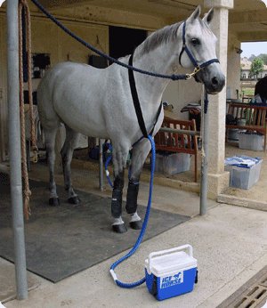 ice horse 2 leg therapy system