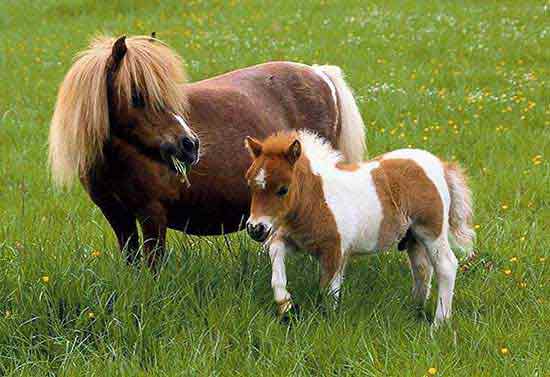 Winter Horse Blankets, economically priced to keep your equine companion warm and dry. Turnout blankets by  Canadian Horsewear, Century & Cavalier. Canadian online tack store.