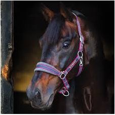 Rambo Grand Prix HeadCollar