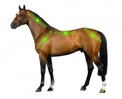 horseware Sportz Vibe