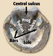 Thrush Treatment